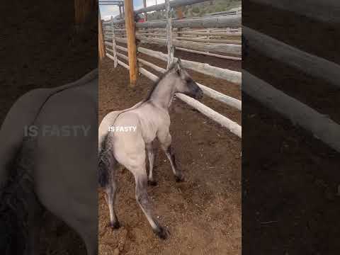 Vídeo: O que é uma égua grulla?