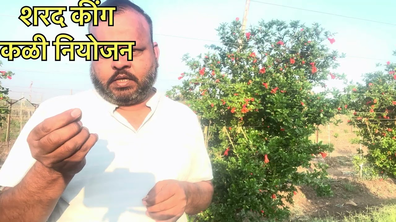 डाळिंब शेती व्यवस्थापन 