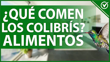 ¿Comen arañas los colibríes?