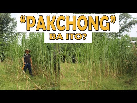 PAKCHONG BA ITO?