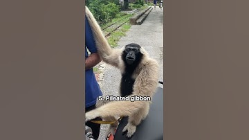 Thumbnail of Weird sounds of different monkeys