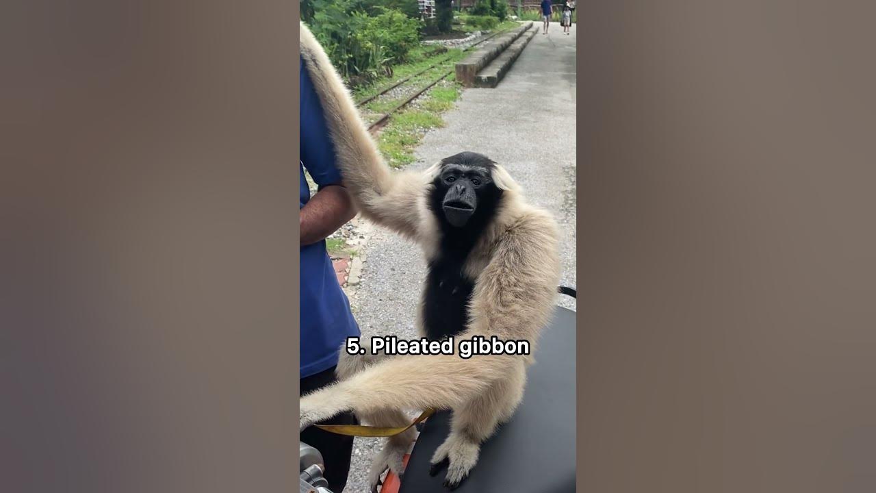 Weird sounds of different monkeys