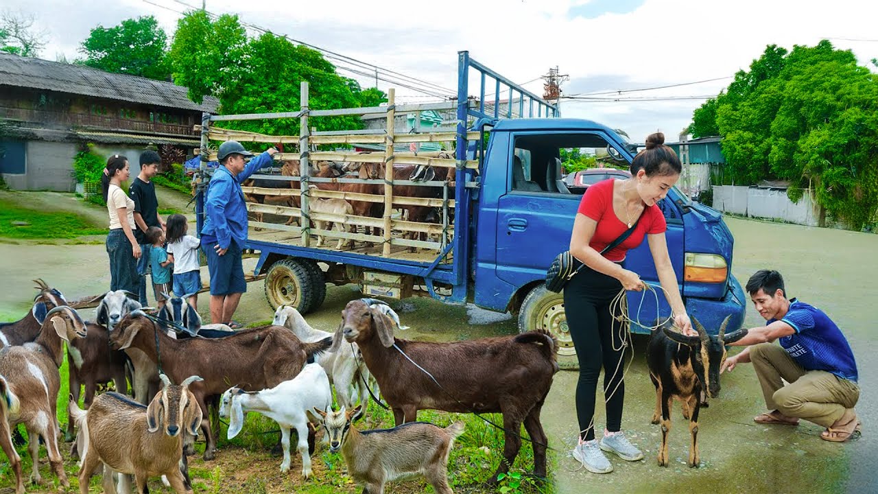 Buy 1000+ Goats from Farmers, Use Truck Transport Goats to Countryside Market | Farm Farm TV