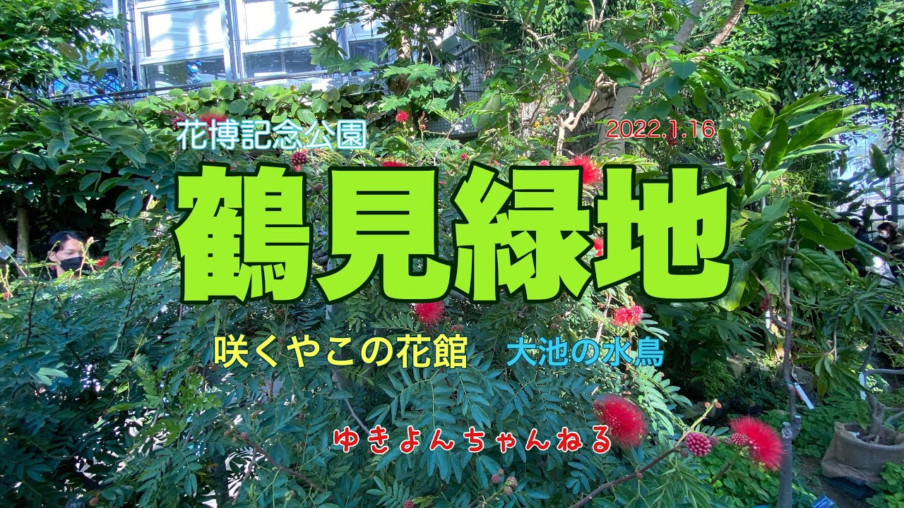 鶴見緑地 咲くやこの花館 大池の水鳥 Youtube