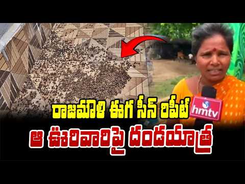 శ్రీకాకుళం జిల్లాలో ఈగల బెడద..ఇళ్లను వదిలి వెళ్తున్న ప్రజలు | Flies Attacked in Srikakulam | hmtv - HMTVNEWS