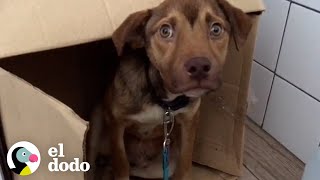 Perro asustado que no dejaba su caja de cartón finalmente se da cuenta de que está a salvo | El Dodo