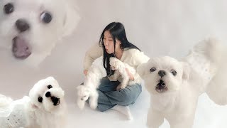 Let's Go! Maltese Profile Picture! by 보리 빛나는 밤 kiyomi_bori 47,754 views 2 months ago 7 minutes, 52 seconds