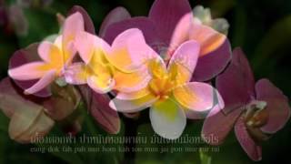 อรวี สัจจานนท์ - ดอกไม้ให้เธอ 梅花.flv