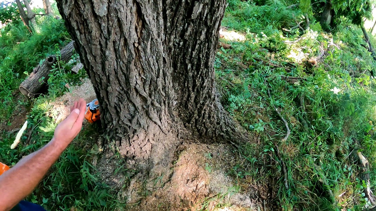 2400 Walnut butt log. 600 board feet. YouTube