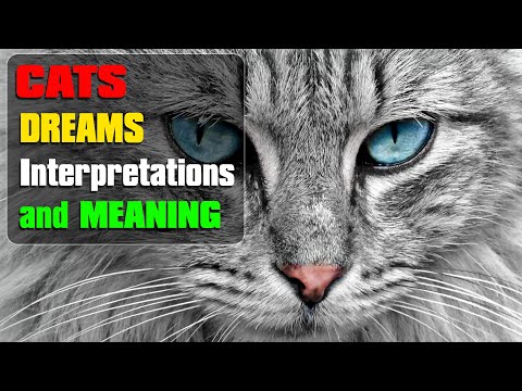 Video: What Cats Dream About: The Most Popular Interpretation