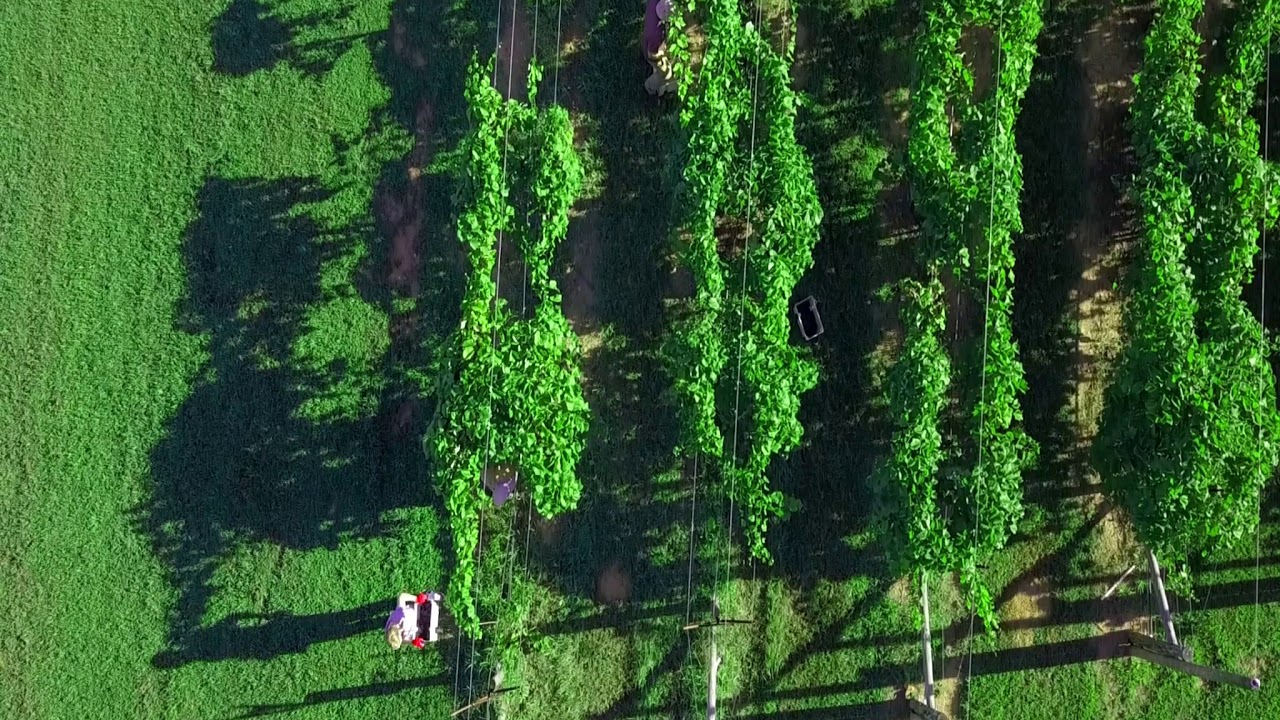 Little Vine Vineyards & Winery YouTube