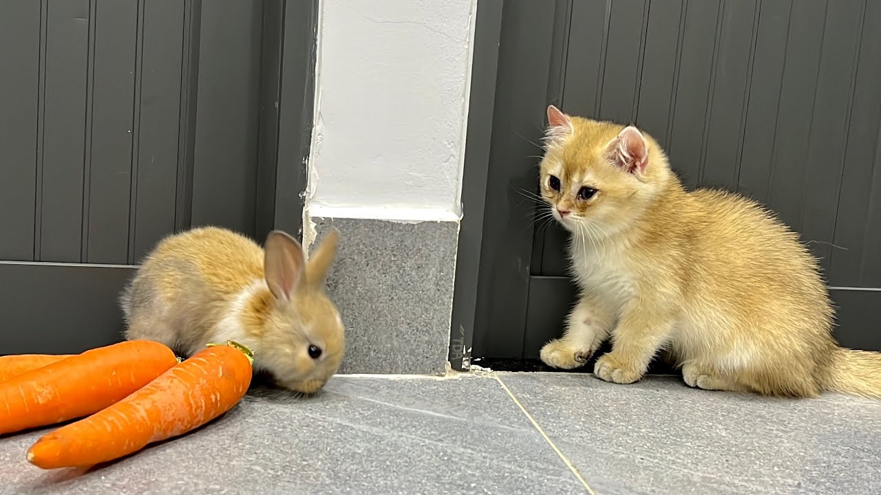 Kitten and baby rabbit look like a twins, so suprised - YouTube