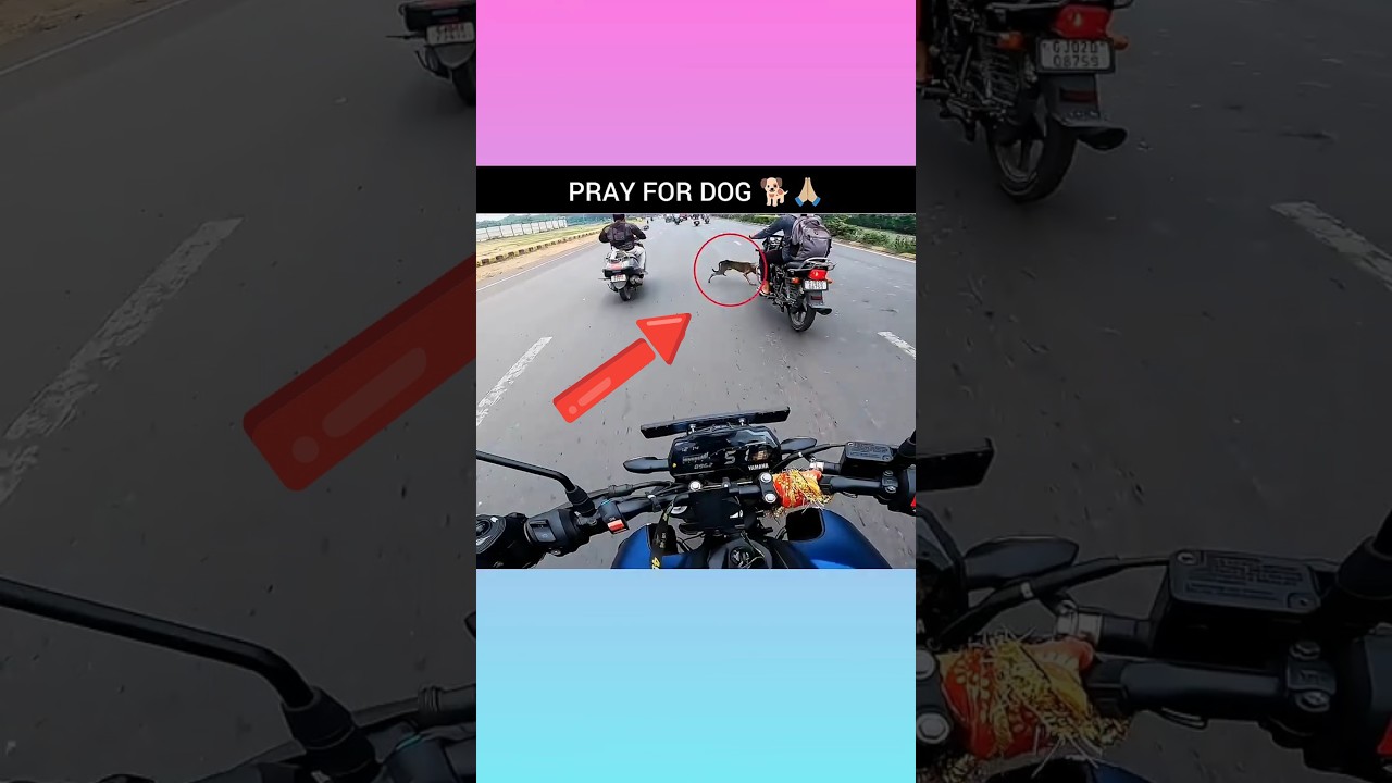 Pray For Dog 🐕🙏🏼😭 Motovlogs #dog #dogs #shorts #youtubeshorts #motovlog #bike #rider