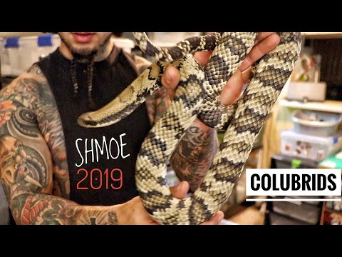 CLEANING SNAKE TUBS WITH MY F2 JUNGLE/BOBCAT