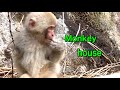 [SNOW MONKEYS] JIGOKUDANI 146 (Daily life)jigokudani monkey park Korakukan onsen 地獄谷温泉後楽館　地獄谷野猿公苑　雪猿