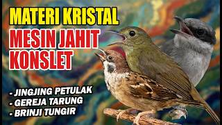 BRINJI TUNGIR PETULAK JINGJING GEREJA TARUNG MASTERAN PEDAS SUARA JERNIH