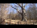 The Oldest Tree in World - The Oldest Tree in Europe