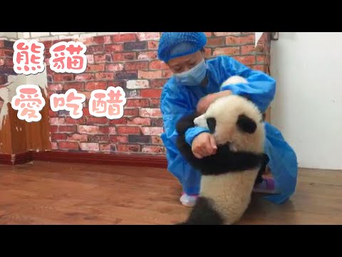 《如果國寶熊貓會說話》第2期 熊貓愛吃醋 | iPanda熊貓頻道