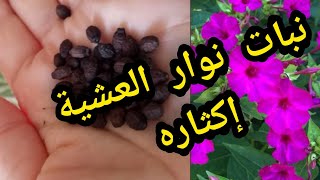 شرح مفصل حول نبات نوار العشية mirabilis jalapa