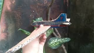 American Airlines Flight 11/United Airlines Flight 157 Crash