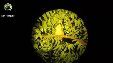 BERBURU BURUNG TEKUKUR || MALAM HARI