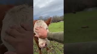 Ruby the spawn of Rufus #rufusthebull