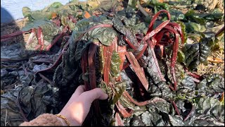 Everything Died Temperature -10 ខតរជក-10អងសដមសពងប