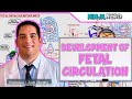 Embryology | Development of Fetal Circulation