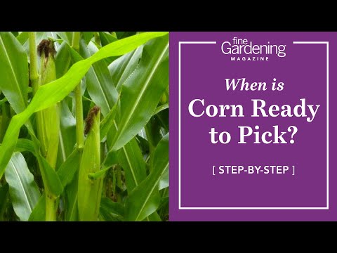 When is Corn Ready to Pick?