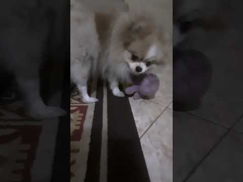 انتقام فجیع از خرس گرفت و ادبش کرد     