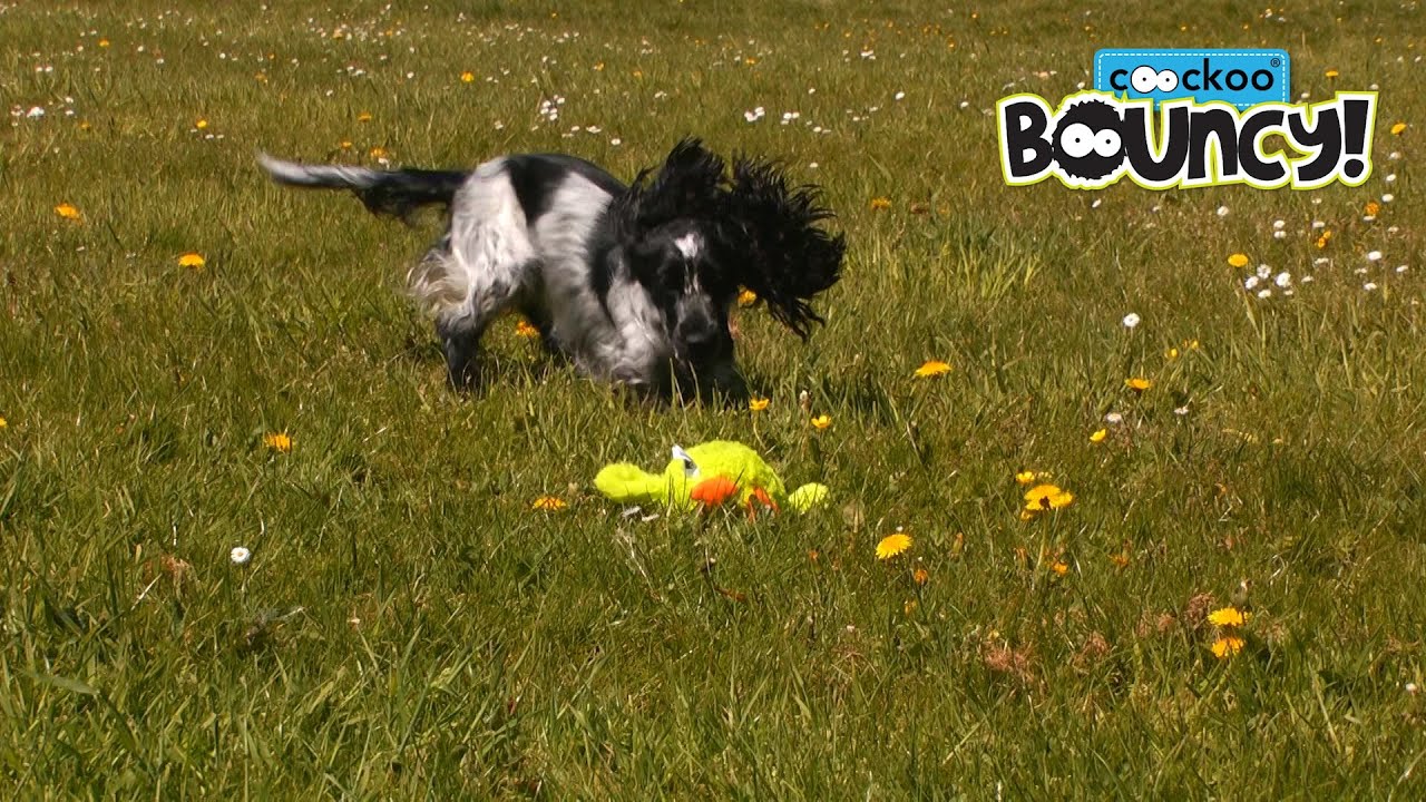* Coockoo Bouncy interactive dog toy (Official dog toy product