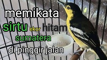Memikat burung sirtu ekor hitam fighter di pinggir jalan ..#sirtu #sirdung #cipoh