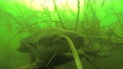 GoPro : Big CatFish -Silure en eaux troubles - Gravière de Bischheim