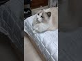 дорс