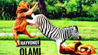 Hayvonot olami / Yovvoyi hayvonlar / Sherlar / Qoplon Zebra/ Toʻngʻiz