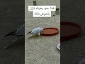 صقر اغلى انواع الصقور   نجومي