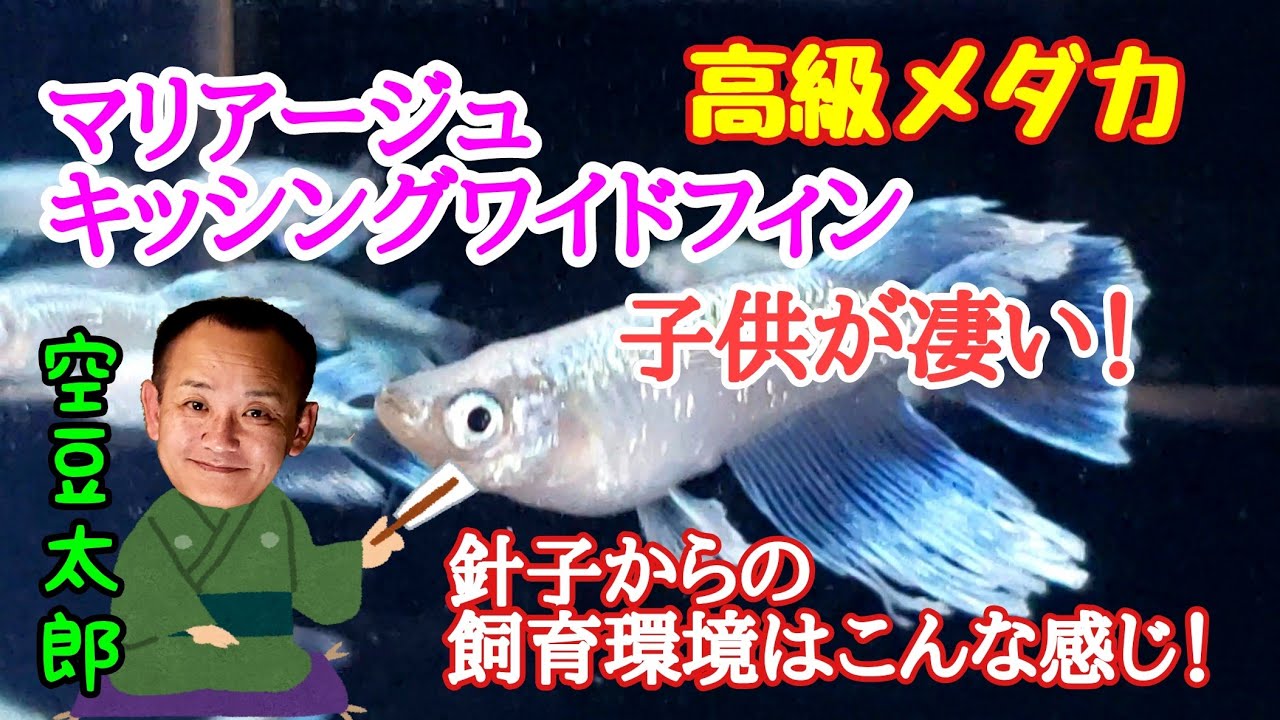 高級メダカ マリアージュキッシングワイドフィンの子供が凄い その針子から育てた環境はこんな感じ Youtube