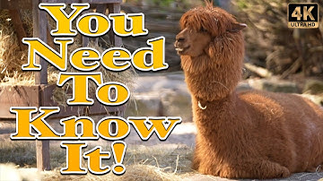 Alpacas: Nature