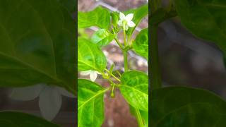 Growing Stages Of Habanero Peppers From Flower To Fruit Harvest