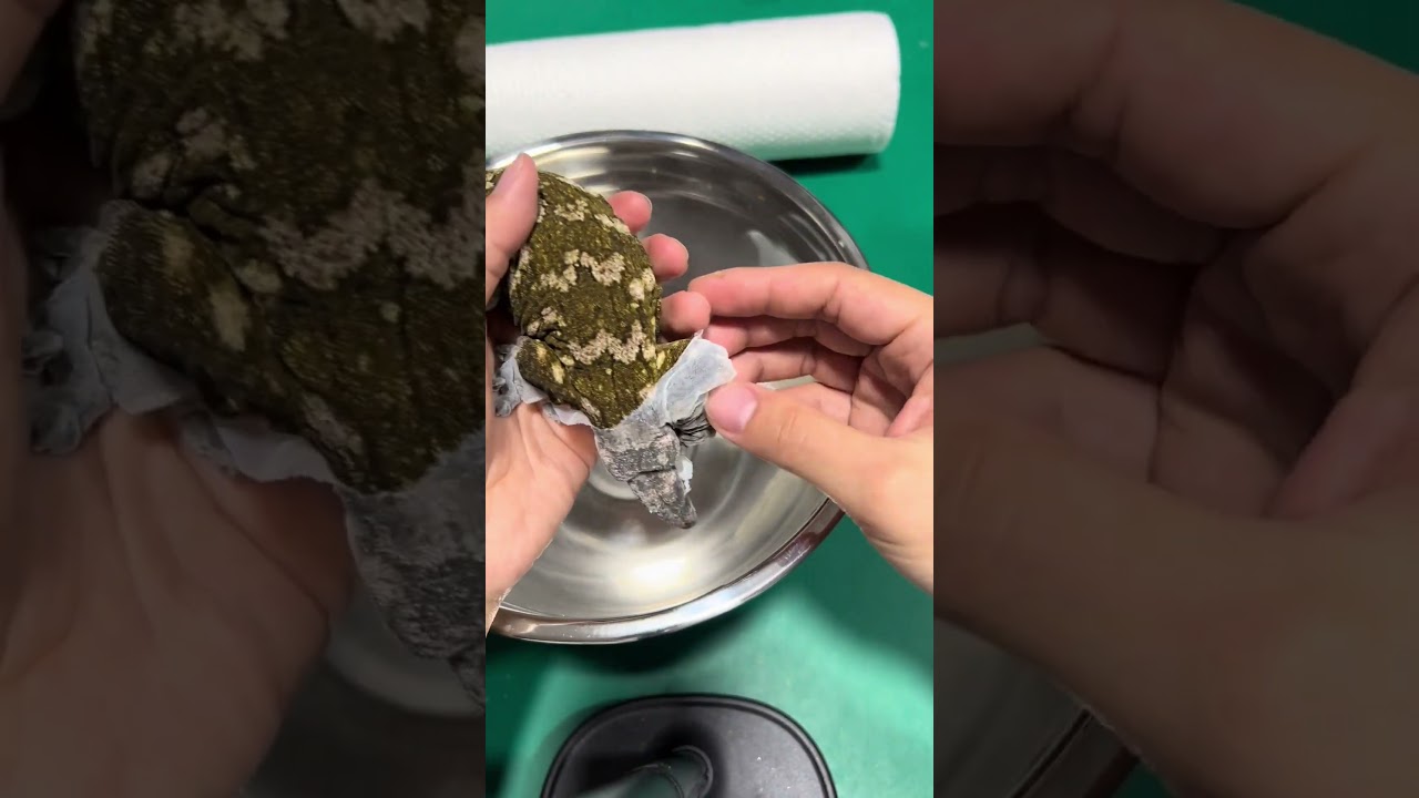 Help the giant monitor lizard shed its skin