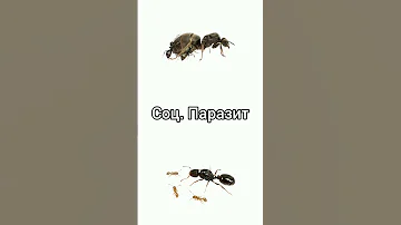 Lasius niger vs Tetramorium caespitum #shorts