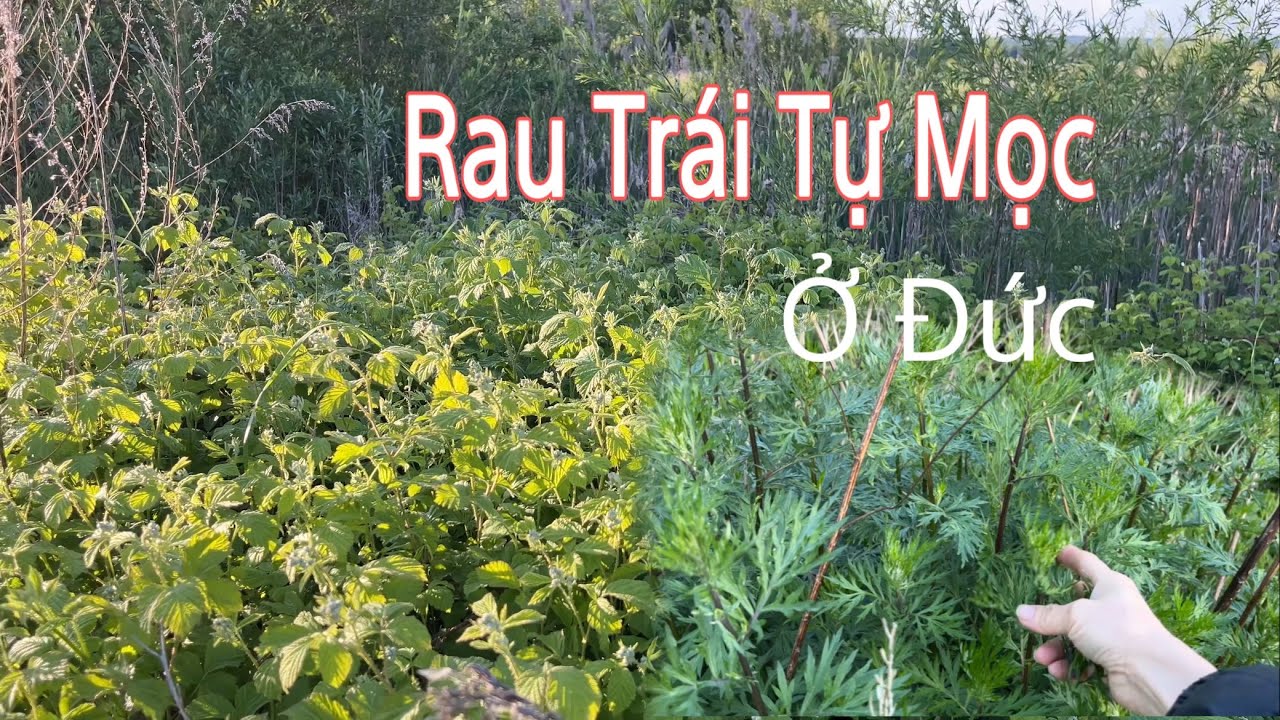 Bất ngờ ở Đức gặp điên điển tự mọc, ngải cứu, dâu tốt như cỏ | Rau trái ...