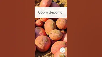 Топ-5 сортов картофеля, устойчивых к парше обыкновенной