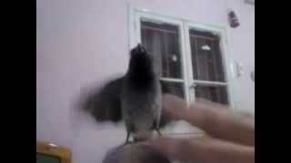 My Bulbul Bird Excited On My Knee
