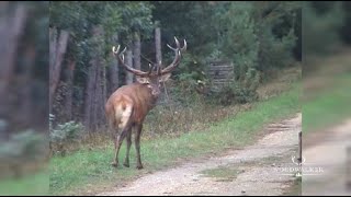 Stalking on a 16 year old rutting stag | Anno series | the best hunting films | ep#50