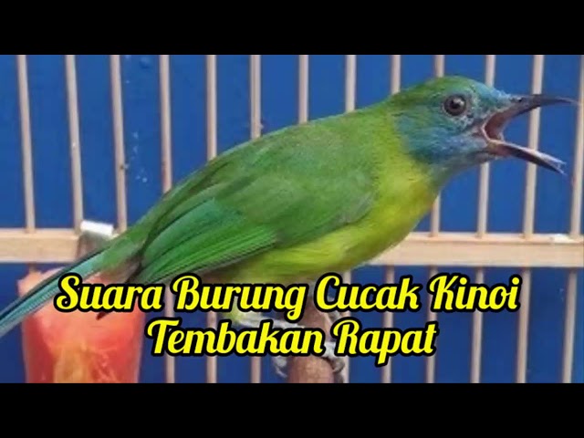 Suara Burung Kinoy Gacor Suara Jernih | Cocok Untuk Masteran class=