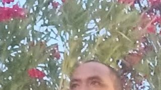 Dreamer (full album) - feat. Tazz