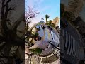 小田原城お堀 #japan #travel #odawara #insta360x3 #旅行 #insta360 #shorts #shortsvideo #sakura #さくら #桜