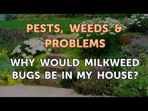 Why Would Milkweed Bugs Be in My House?