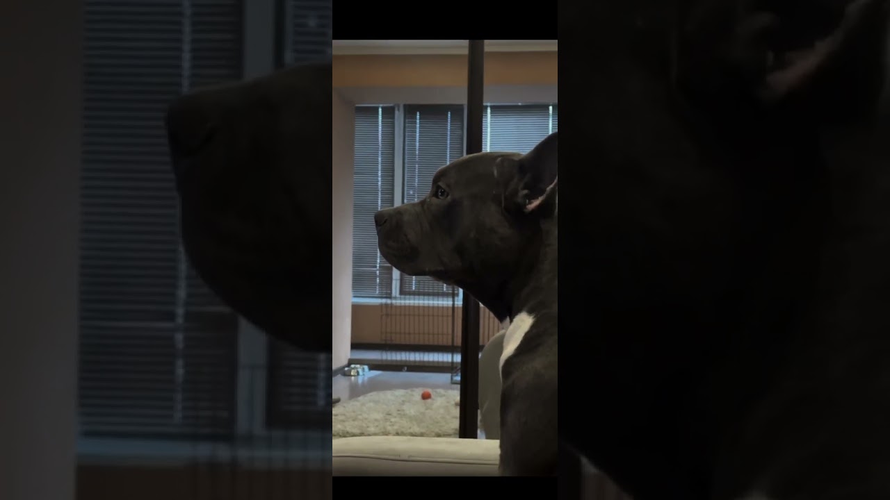 ГЭНДАЛЬФ скоро 10 месяцев❤️от Хана и Секвойи 